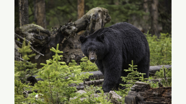 Tracking Animals With Buddy Bison
