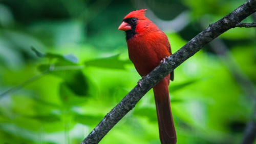 Make a Bird's Wing With Buddy Bison