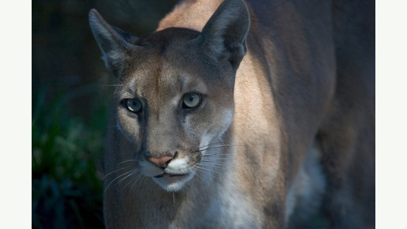 HABITAT MATCHING AT BIG CYPRESS NATIONAL PRESERVE