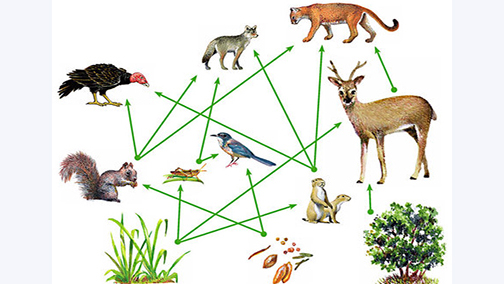 LEARNING ABOUT THE FOOD WEB