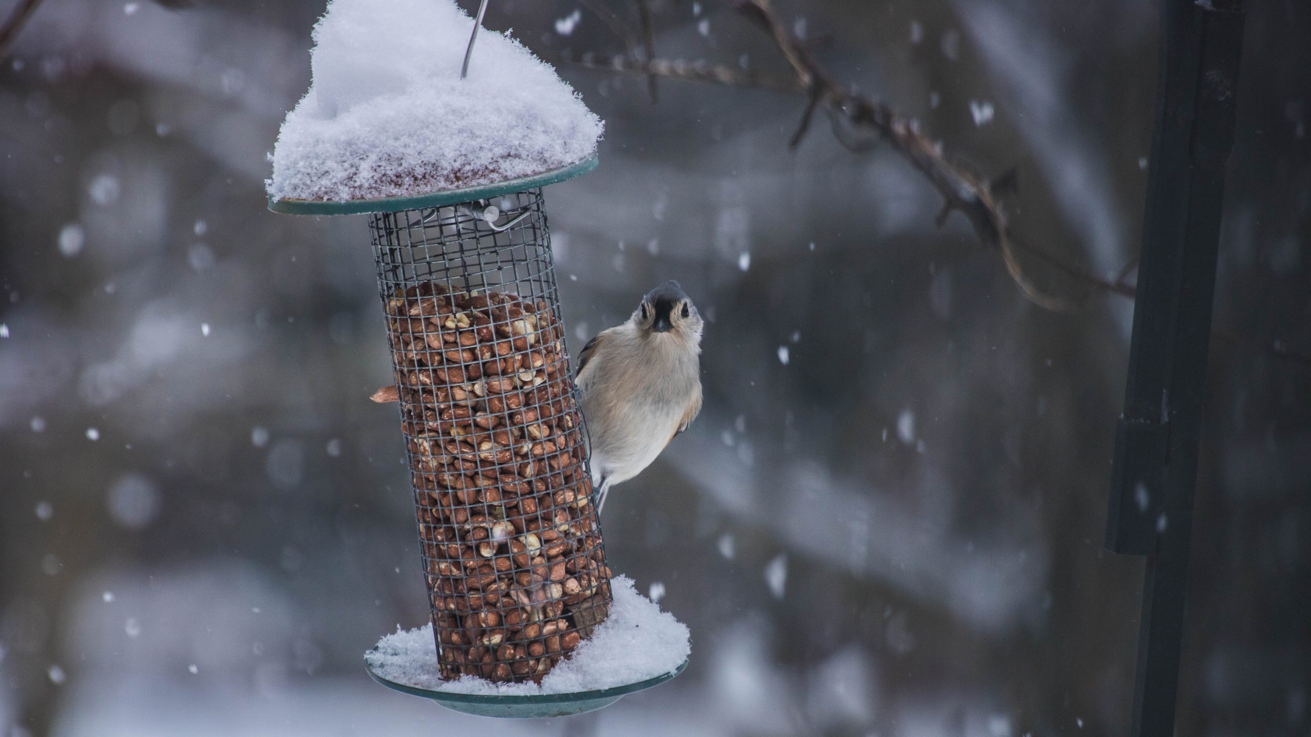 BUDDY BISON'S BACKYARD BIRD FEEDER