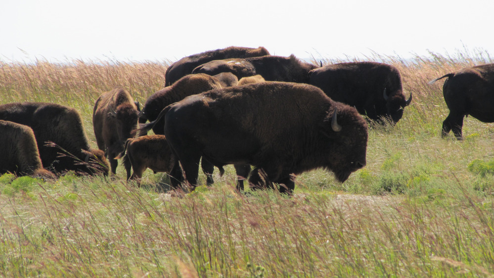 tallgrass prairie national preserve