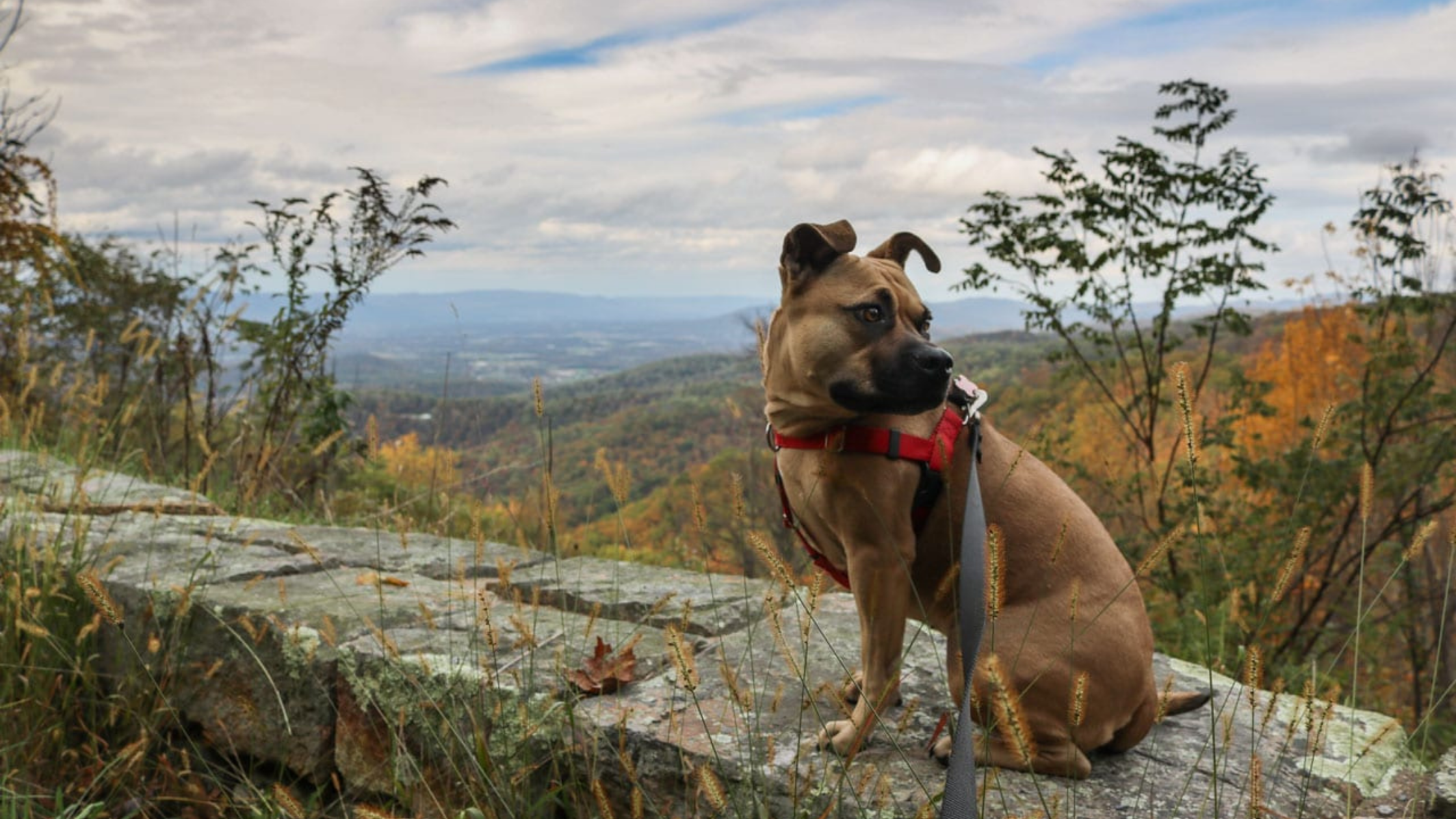 BARK Ranger Program and List of All Participating Parks - GoodDogTrips