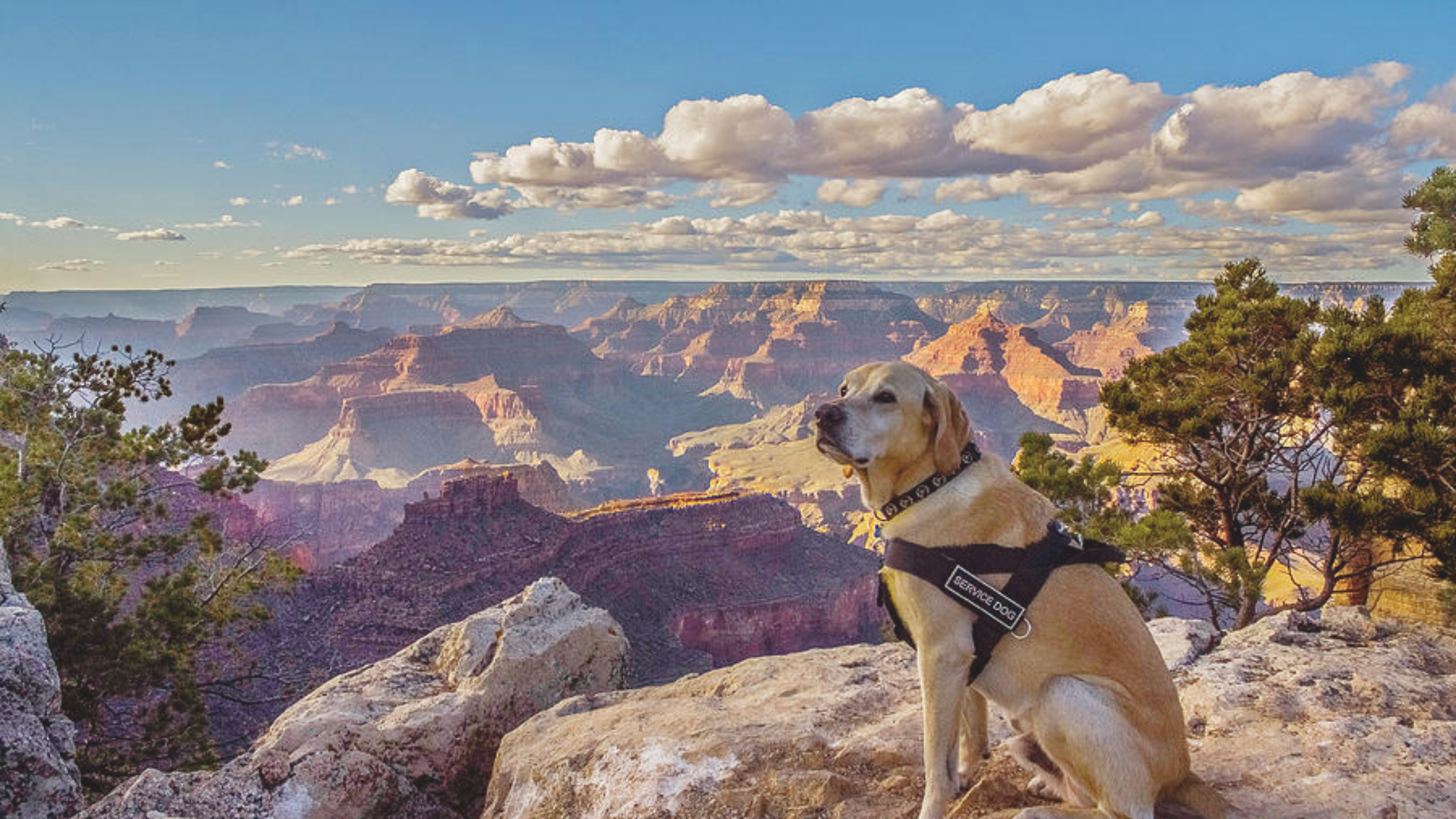 Bark at the Park - Dog Friendly Major League Baseball Games 2023 » Pet  Friendly Travel