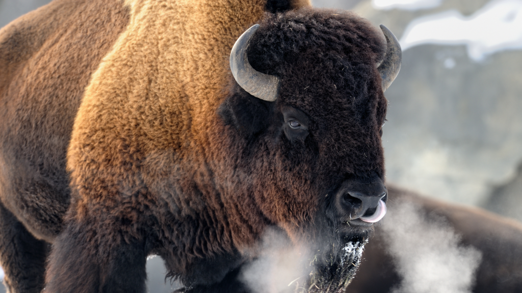 10 Facts About Bison - National Park Trust