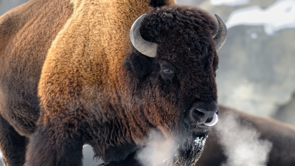 10 Brilliant Buffalo Facts About These Big Bovines