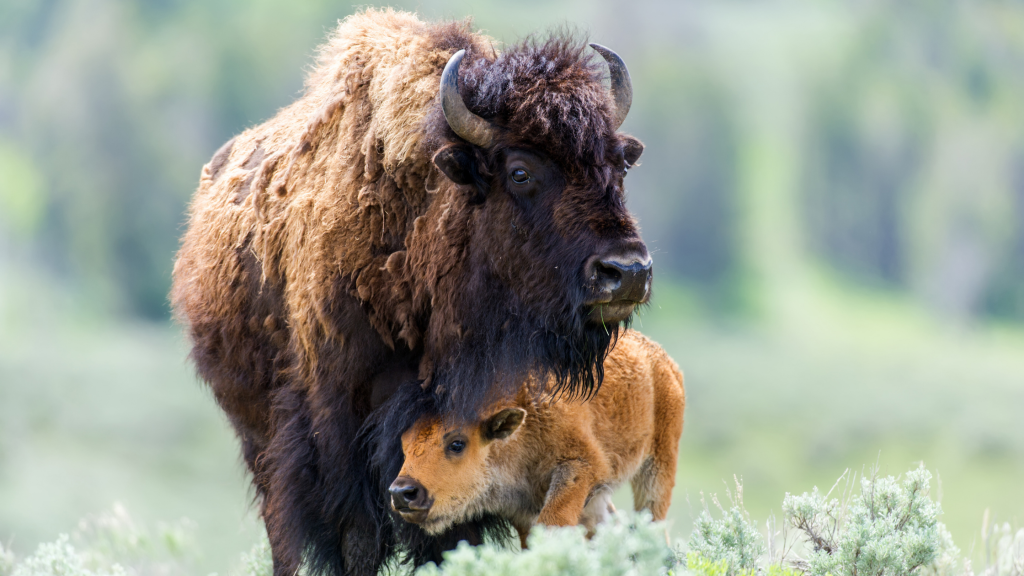 10 Facts About Bison National Park Trust