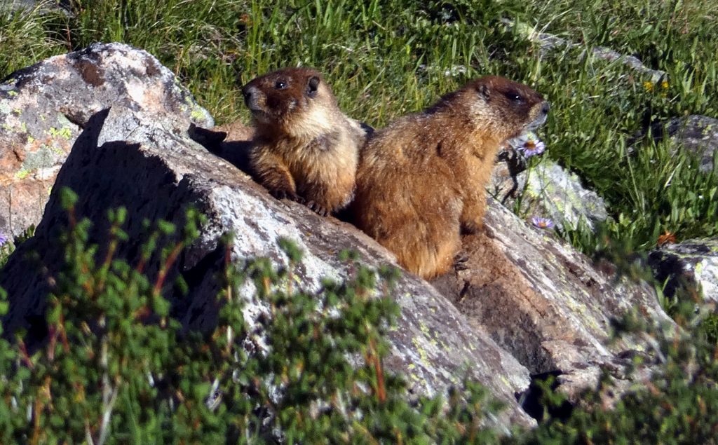 Two marmots, small brown mammals, sit back to back on a rock in the grass. 