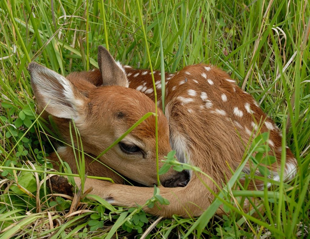 Islands of the Potomac Wildlife Management Area, MD - National Park Trust