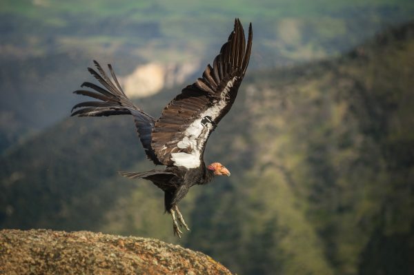 Protecting California Condors At Pinnacles National Park - National ...