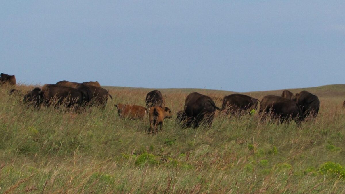 Exploring Tallgrass Prairie National Preserve - National Park Trust