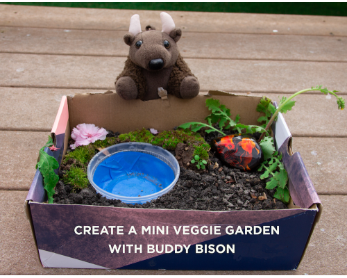 Buddy Bison’s Veggie Garden