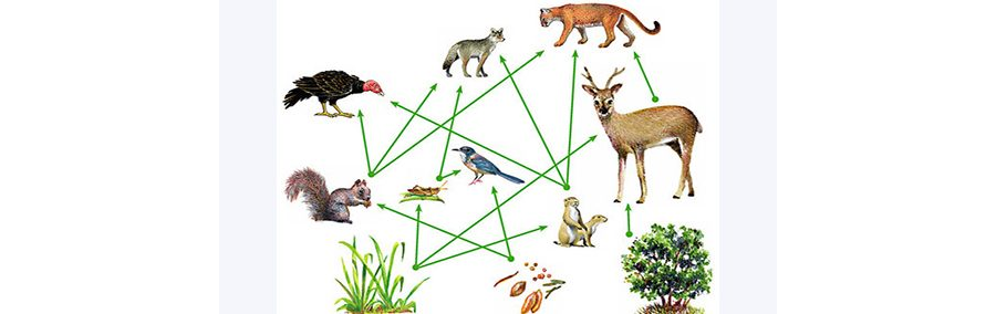 LEARNING ABOUT THE FOOD WEB